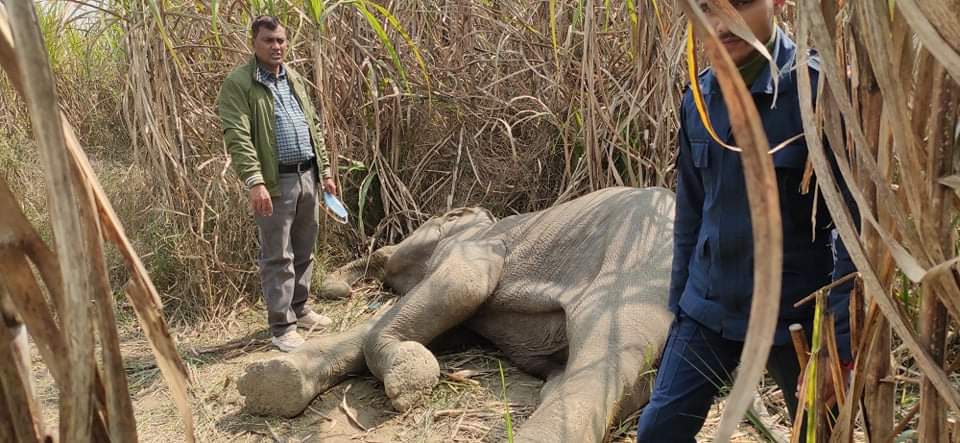 कन्चनपुरमा  गाउँ पसेको जङ्गली हात्ती मृत फेला